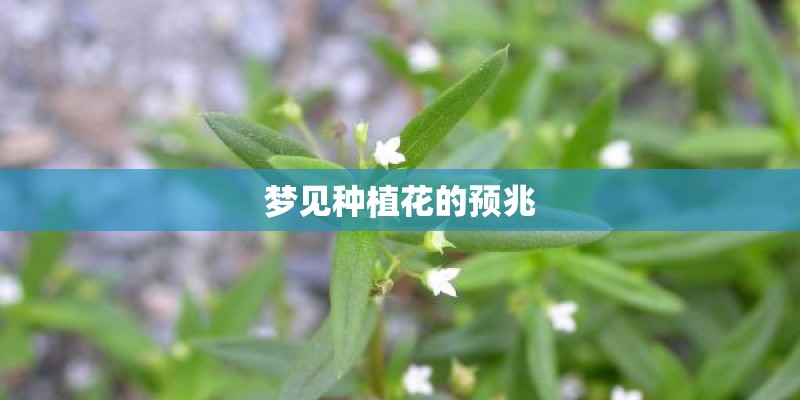 梦见种植花的预兆
