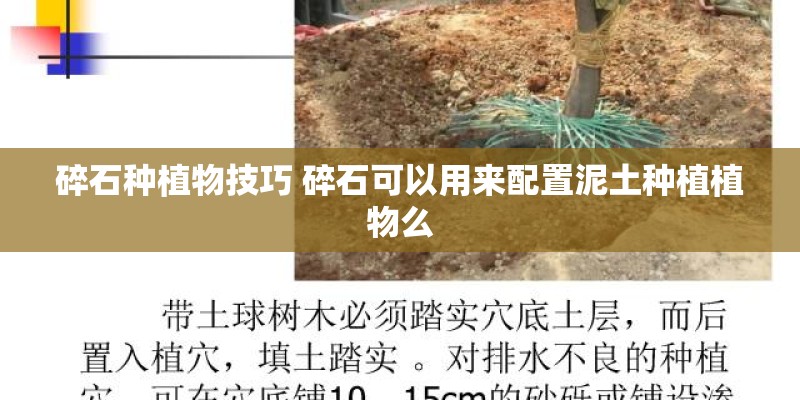 碎石种植物技巧 碎石可以用来配置泥土种植植物么