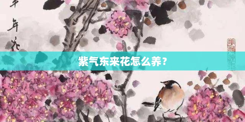 紫气东来花怎么养？