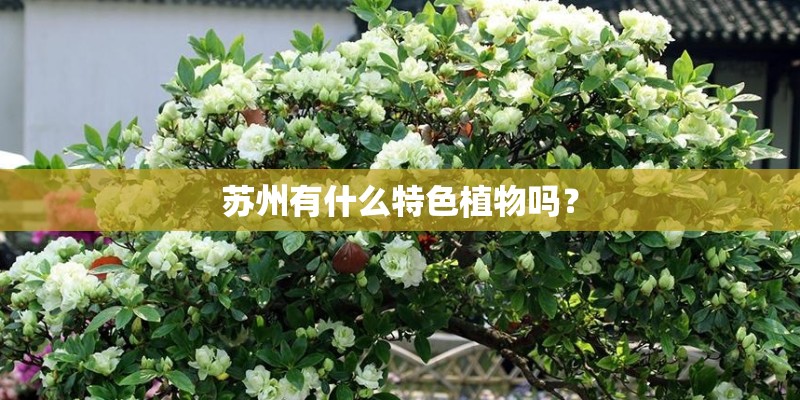苏州有什么特色植物吗? 苏州有什么特色植物吗?