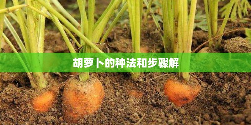 胡萝卜的种法和步骤解