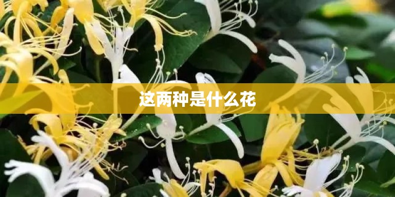 这两种是什么花