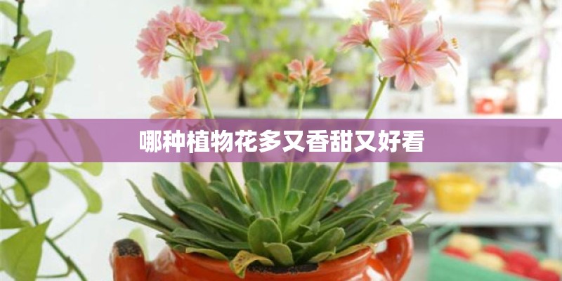 哪种植物花多又香甜又好看
