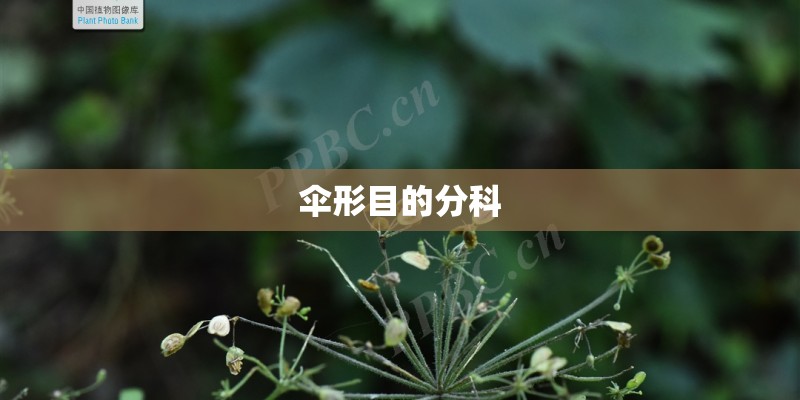 伞形目的分科 伞形目的分科