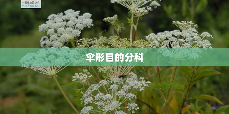 伞形目的分科 伞形目的分科