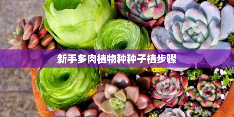 新手多肉植物种种子植步骤