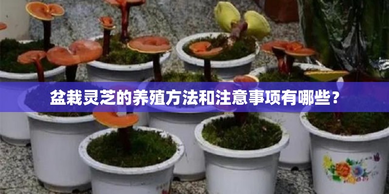 盆栽灵芝的养殖方法和注意事项有哪些？