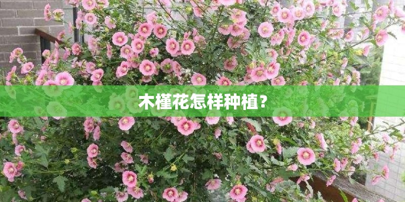 木槿花怎样种植？