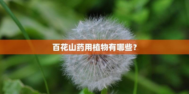 百花山药用植物有哪些？