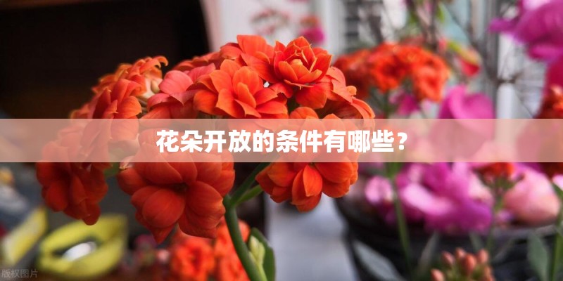 花朵开放的条件有哪些？