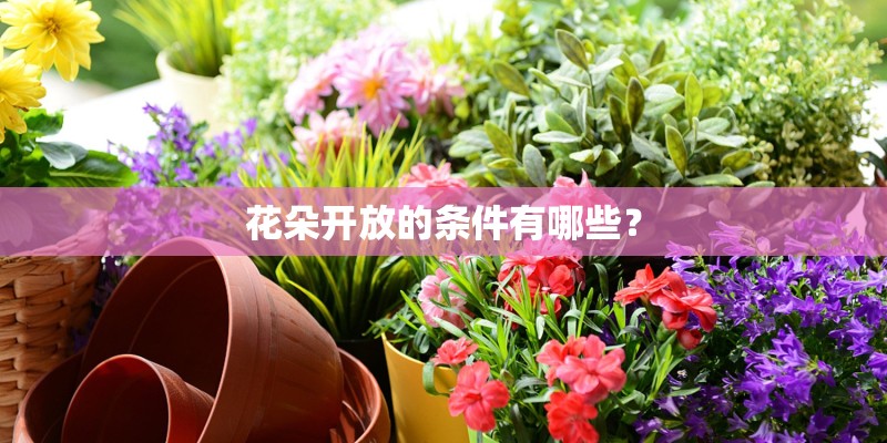 花朵开放的条件有哪些？