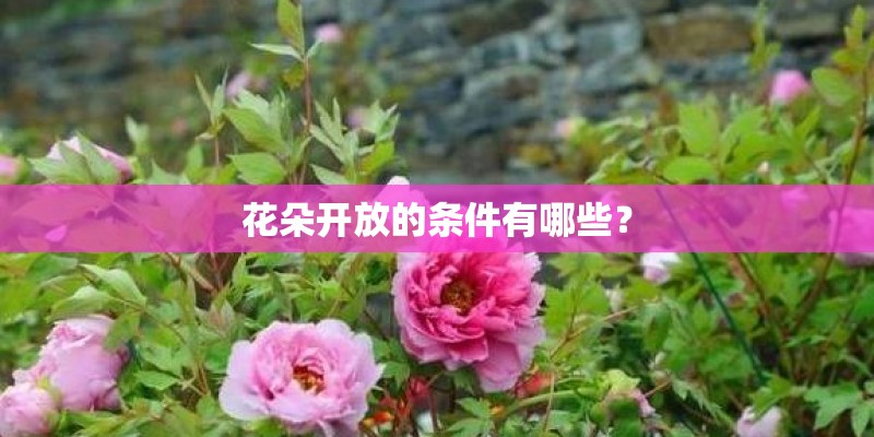 花朵开放的条件有哪些？