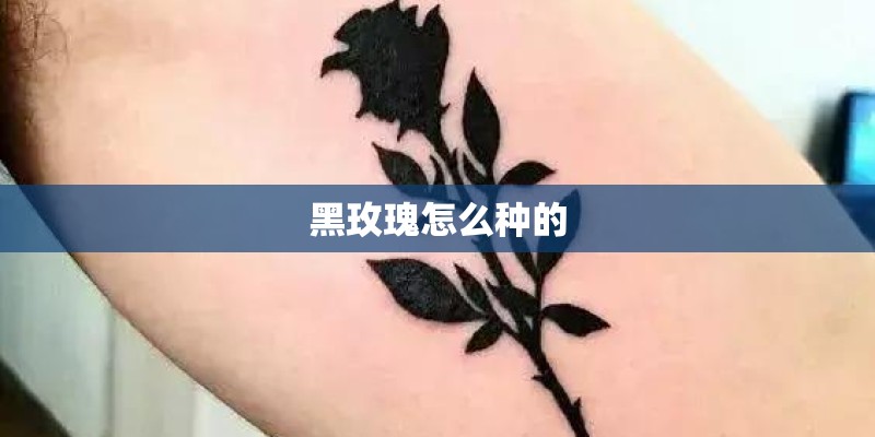 黑玫瑰怎么种的