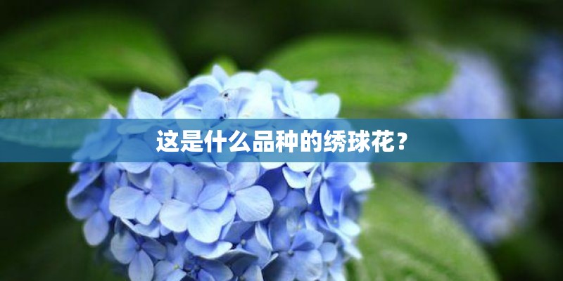 这是什么品种的绣球花？