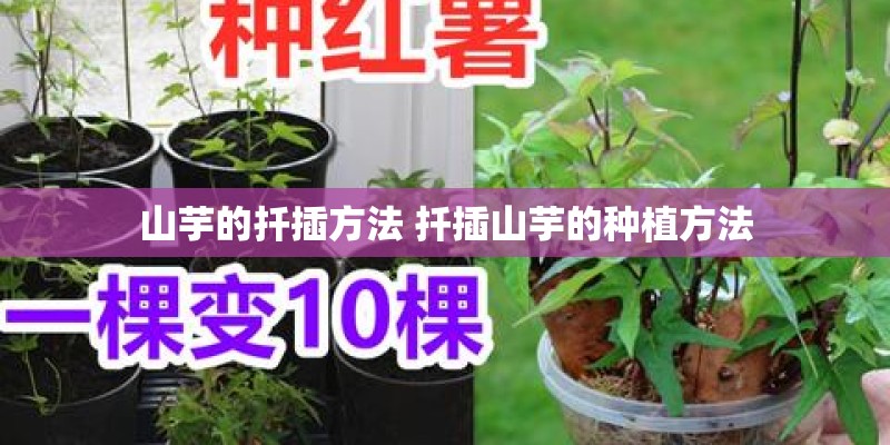 山芋的扦插方法 扦插山芋的种植方法