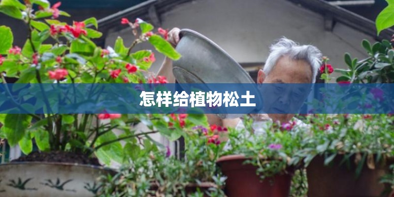 怎样给植物松土