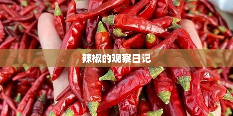 辣椒的观察日记