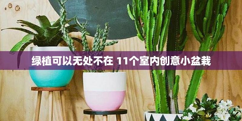 绿植可以无处不在 11个室内创意小盆栽 绿植可以无处不在 11个室内创意小盆栽