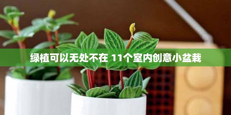 绿植可以无处不在 11个室内创意小盆栽 绿植可以无处不在 11个室内创意小盆栽