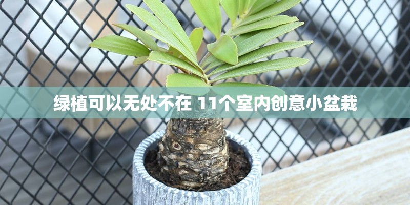 绿植可以无处不在 11个室内创意小盆栽 绿植可以无处不在 11个室内创意小盆栽