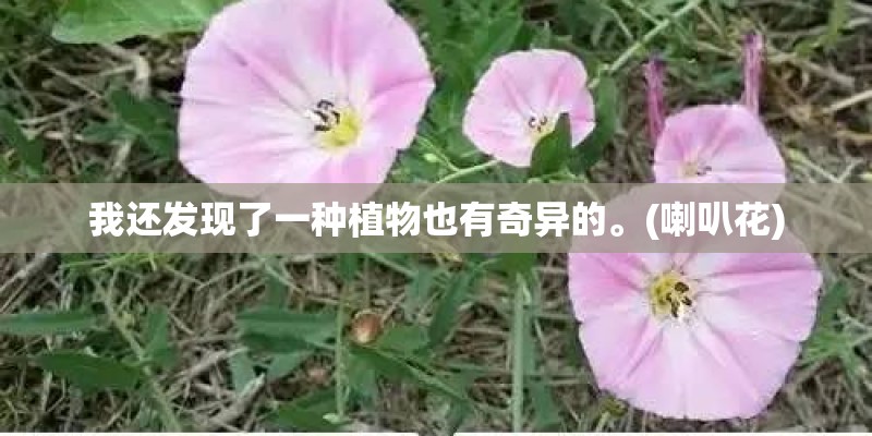 我还发现了一种植物也有奇异的。(喇叭花)