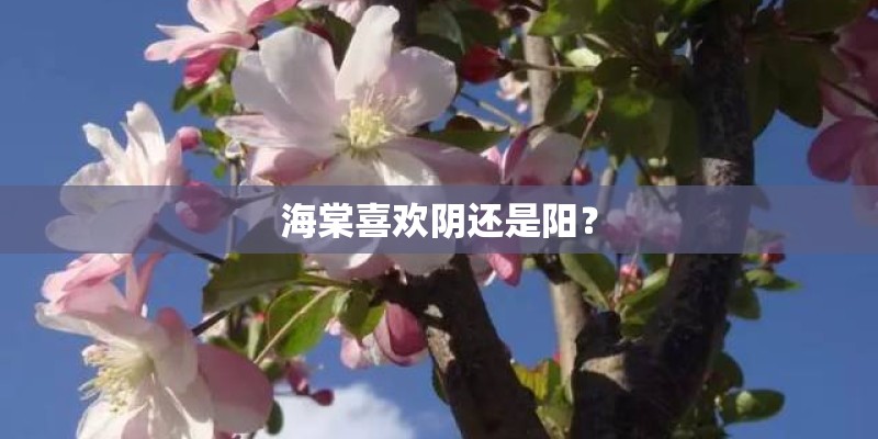海棠喜欢阴还是阳？