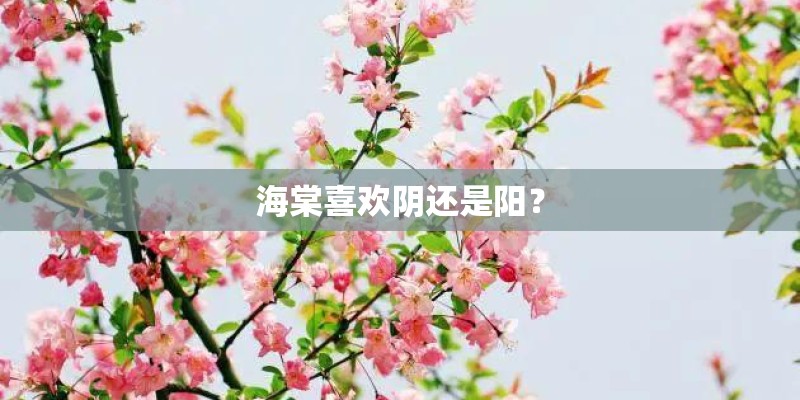 海棠喜欢阴还是阳？