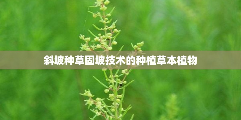 斜坡种草固坡技术的种植草本植物