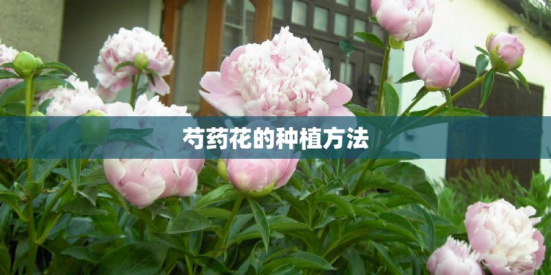 芍药花的种植方法 芍药花的种植方法