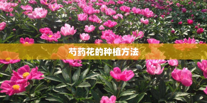 芍药花的种植方法 芍药花的种植方法