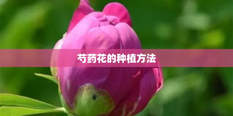 芍药花的种植方法 芍药花的种植方法
