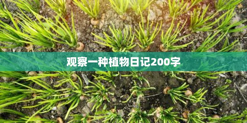 观察一种植物日记200字