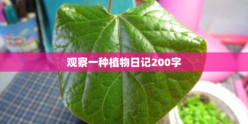 松柳收割几次