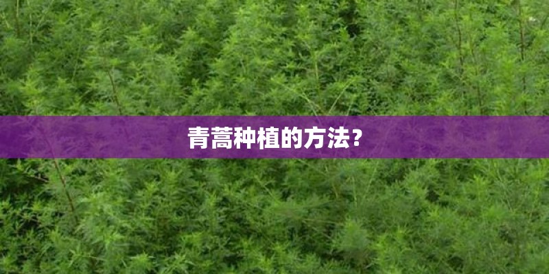 青蒿种植的方法？