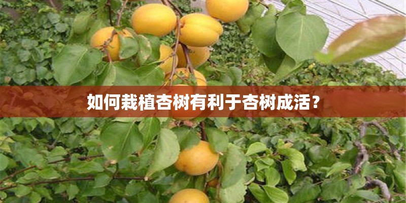 如何栽植杏树有利于杏树成活？