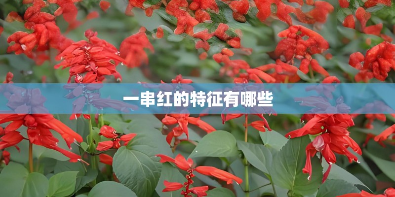一串红的特征有哪些