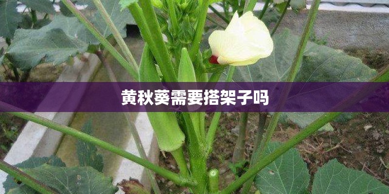 黄秋葵需要搭架子吗