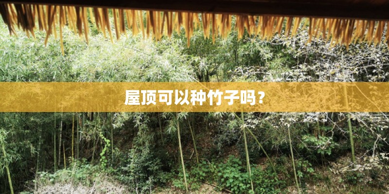 屋顶可以种竹子吗？