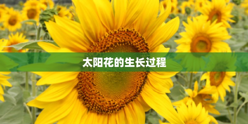 太阳花的生长过程