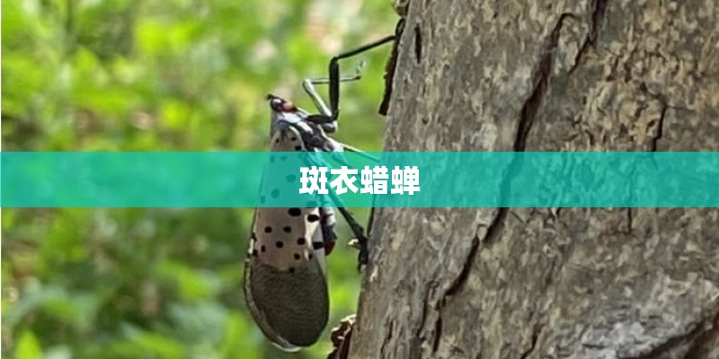 斑衣蜡蝉