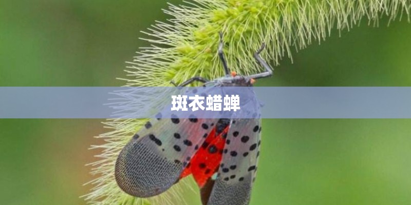 斑衣蜡蝉