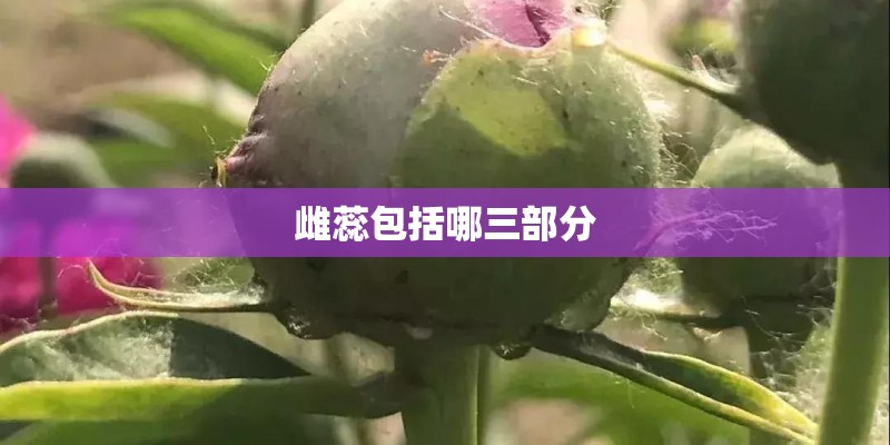 雌蕊包括哪三部分