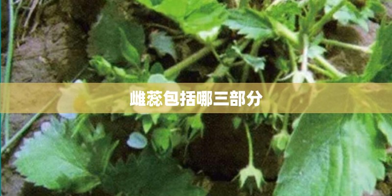 雌蕊包括哪三部分