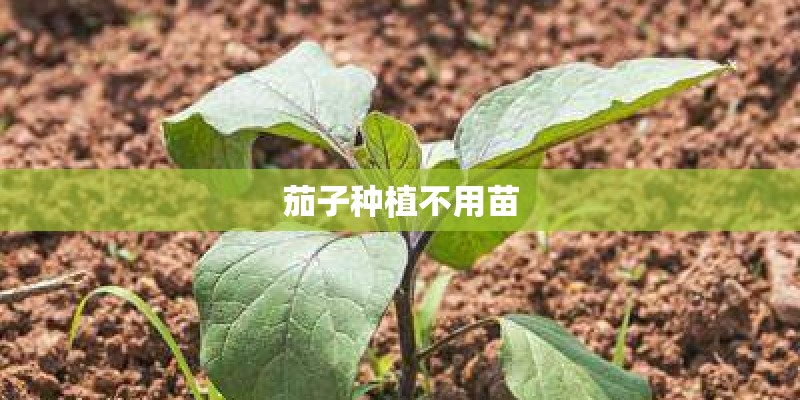 茄子种植不用苗
