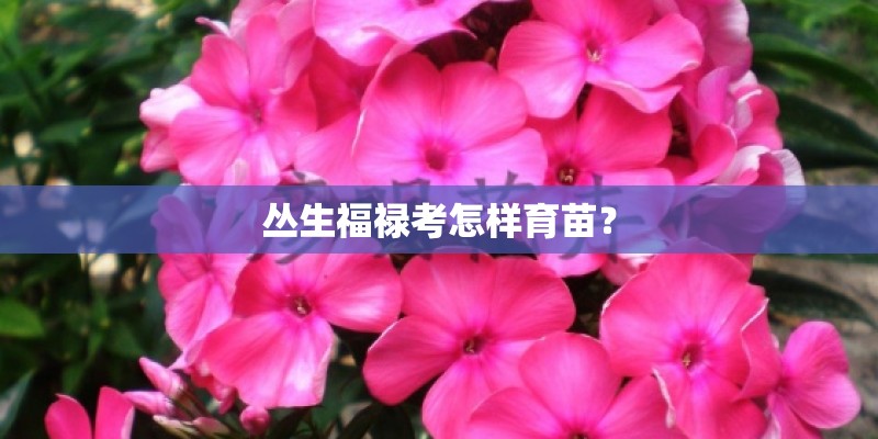 丛生福禄考怎样育苗？
