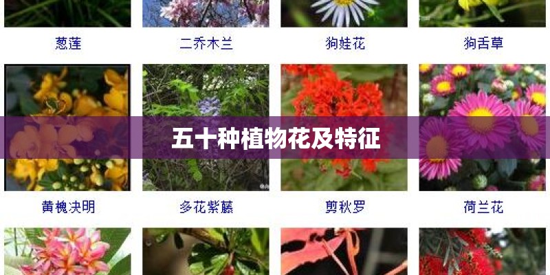 五十种植物花及特征