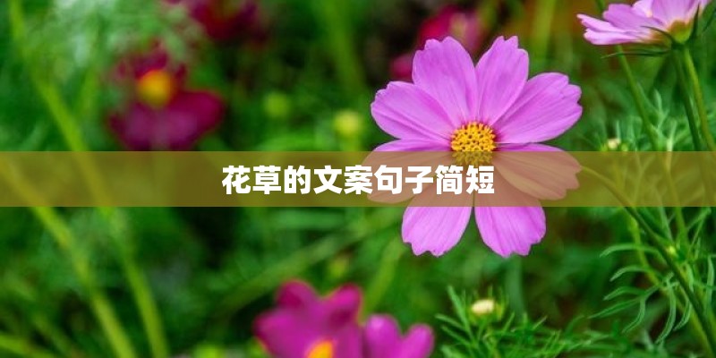 花草的文案句子简短