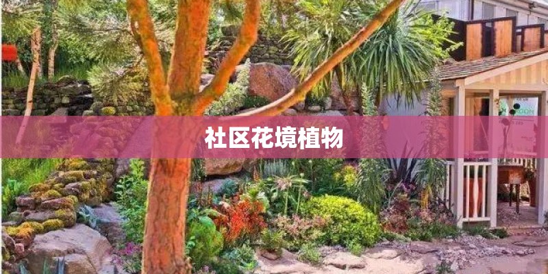 社区花境植物