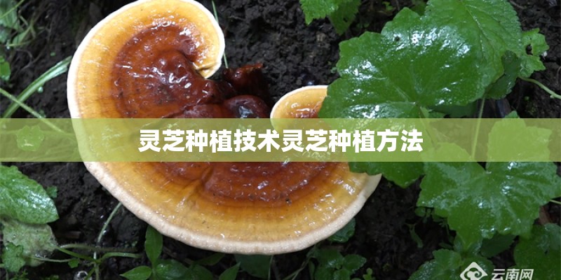 灵芝种植技术灵芝种植方法