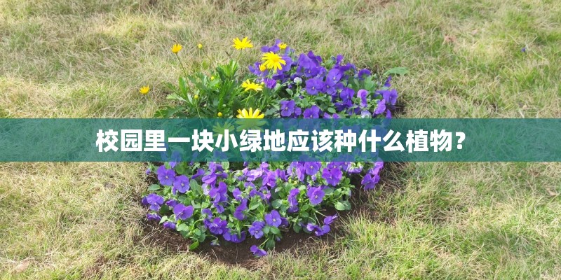 校园里一块小绿地应该种什么植物？